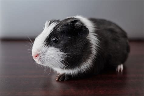 12 Guinea Pig Breeds [with Pictures] | Pet Comments