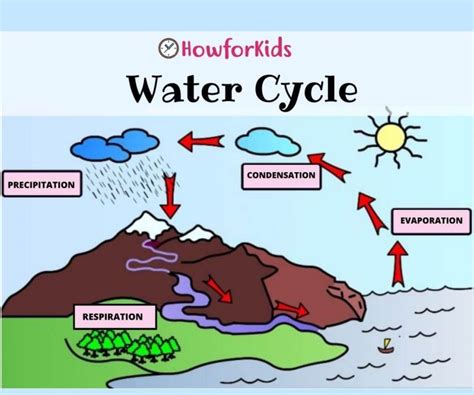 What is the Water Cycle for Kids – HowForKids