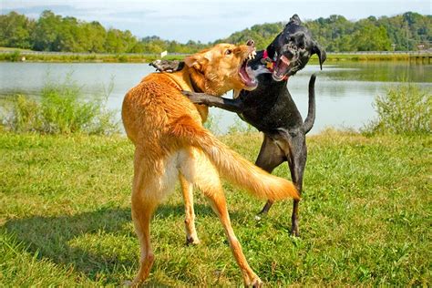 ¿Cómo separar a dos Perros que están peleando?