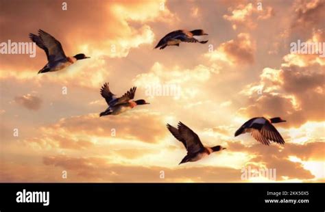 Ducks flying into sunset Stock Videos & Footage - HD and 4K Video Clips - Alamy