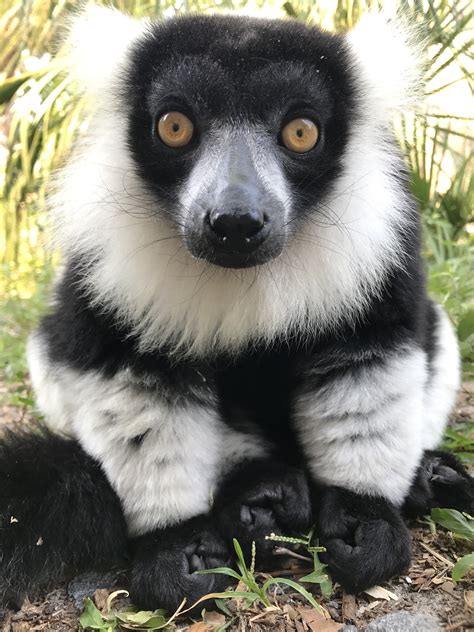 4 critically endangered black & white ruffed lemurs born at Florida zoo