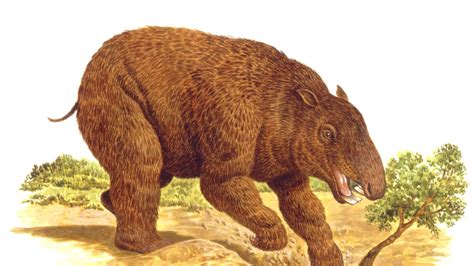 ‘Giant Wombat’ Discovered in Australia