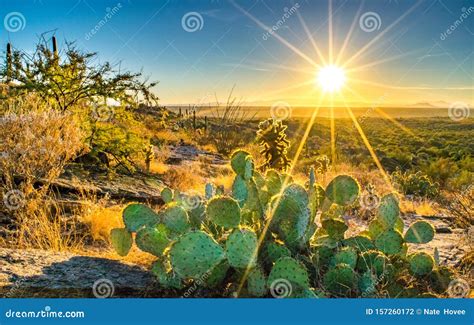 Prickly Cactus and Vibrant Sunset in Sonoran Desert Stock Photo - Image ...