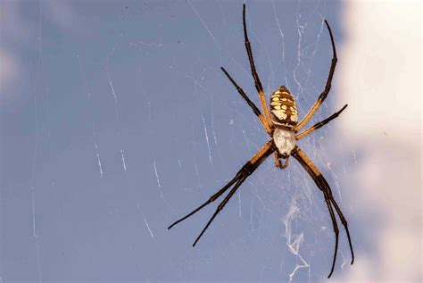 Window on a Texas Wildscape: Portraits of a yellow garden spider