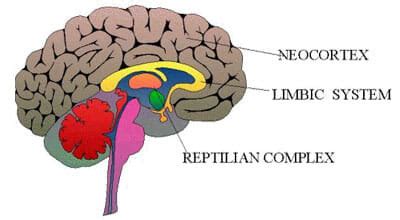 Three Brain - Gravity Spa