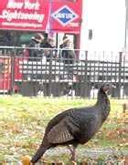 A Wild Turkey in New York's Battery Park : NPR