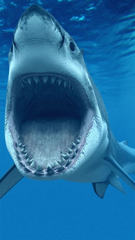 Shark | iPhone Wallpapers | Shark pictures, Shark background, Largest ...