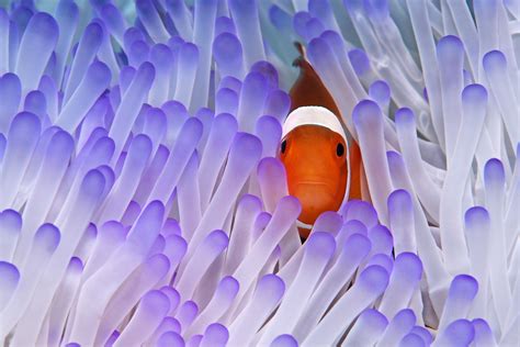 🔥 clownfish in magnificent sea Anemone 🔥 : r/NatureIsFuckingLit