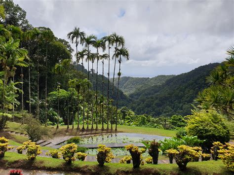 Martinique, Fort-de-France, Balata Botanical Gardens. Picture I took ...