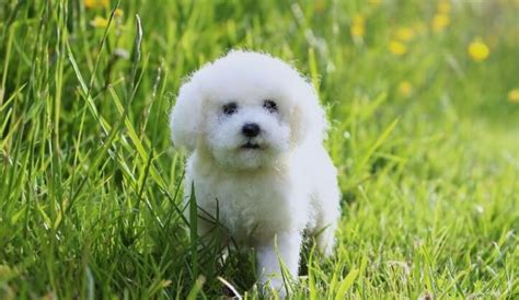 30+ Bichon Frise Puppy Names - PetTime