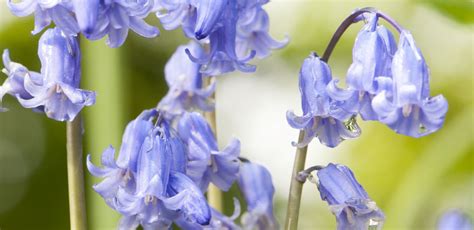 Bluebell | Plant | Species profile | Scottish Wildlife Trust