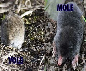 Pictures Of Voles And Moles - Hairy Pussy Gals