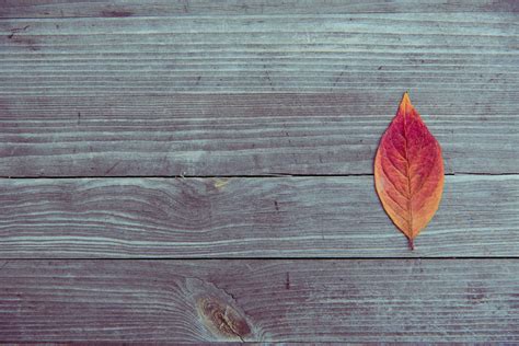 Leaf On Wood Plank Table Wallpaper,HD Photography Wallpapers,4k ...
