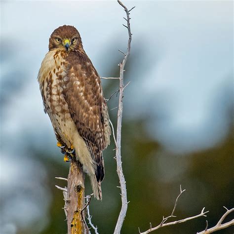 Six Quick Questions to Help You Identify Red-Tailed Hawks | Audubon