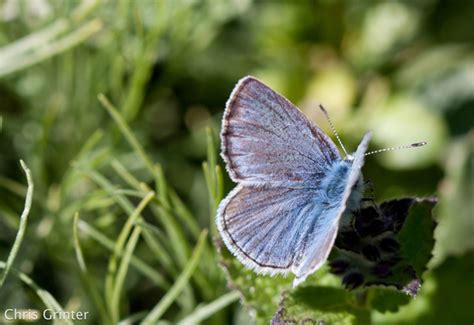 The Mission Blue Butterfly | The Skeptical Moth