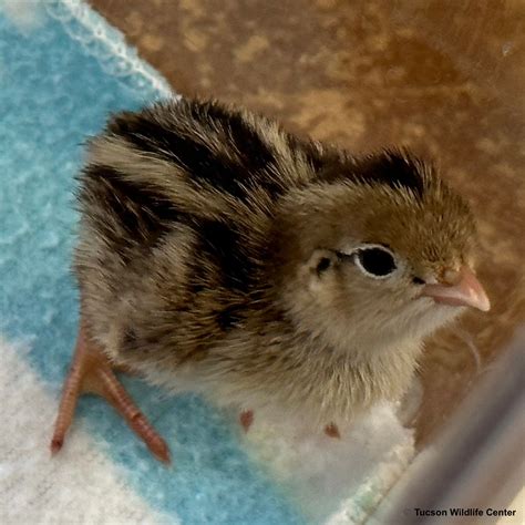 Baby Quail How To Raise Quail What To Feed Them The Tiny, 55% OFF