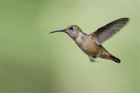 Little Rufous Hummingbird Hovering In Flight Deep In The Forest Stock ...