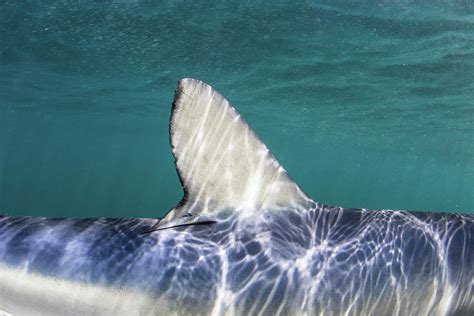 Close-up View Of A Dorsal Fin On A Blue Photograph by Ethan Daniels - Fine Art America