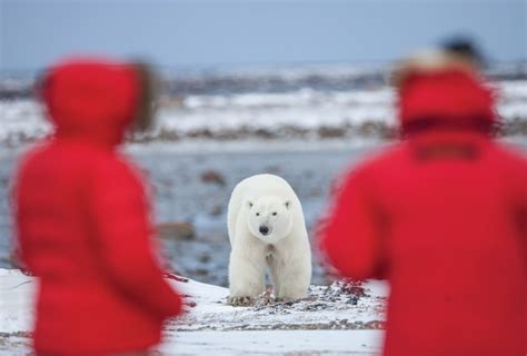 Polar Bear Migration Fly-In Safari Webinar - Arctic Kingdom