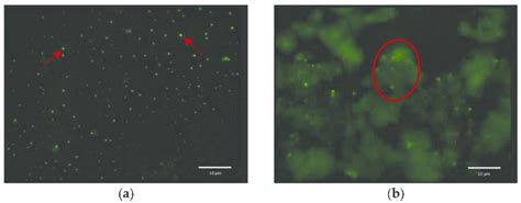 SYBR green I (2.5% v/v) stained samples were investigated under ...