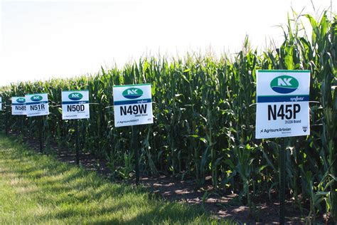 Syngenta releases limited stock of 10 new NK Corn hybrids | AGDAILY