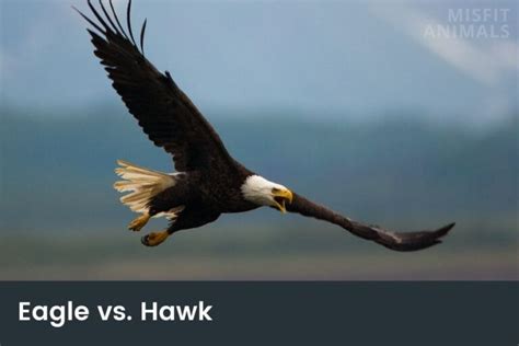 Eagle Vs Hawk: Main Differences & Similarities Explained