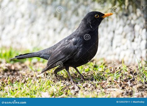 Male Common Blackbird stock image. Image of wildlife - 53537011