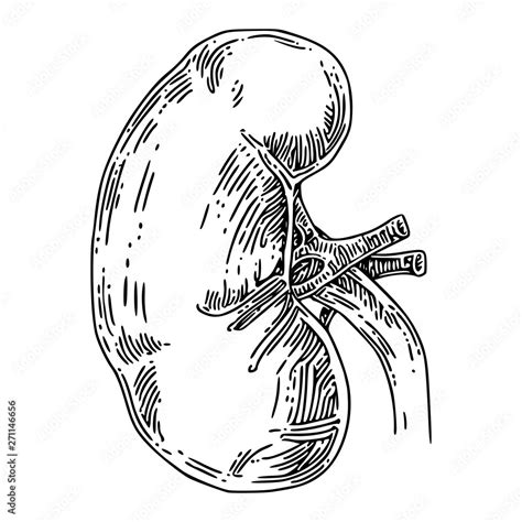 Human anatomy. Kidney. Sketch. Engraving style. Vector illustration. Stock-Vektorgrafik | Adobe ...