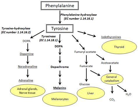 Tyrosine Metabolism