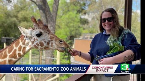 Care continues for Sacramento Zoo animals during COVID-19 crisis