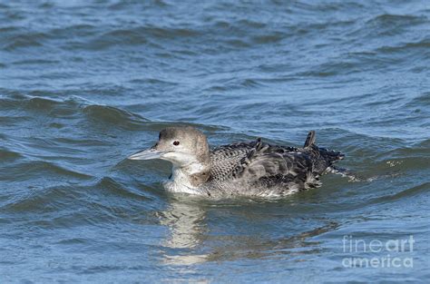 Common Loon in Non-breeding Plumage Photograph by Jeff Norton - Fine ...