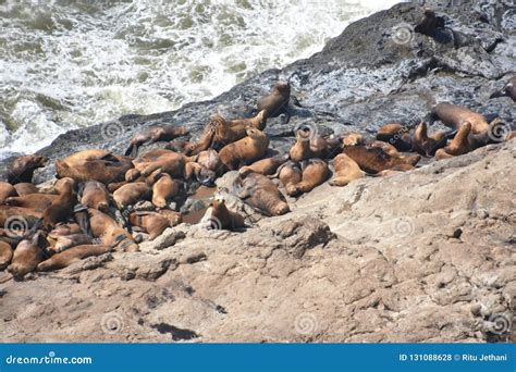 Sea Lion Caves in Florence, Oregon Stock Photo - Image of ocean, large: 131088628