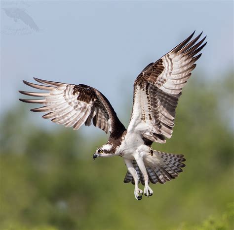 Osprey-nesting - Whistling Wings Photography