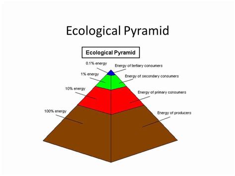 50 Ecological Pyramids Worksheet Answer Key