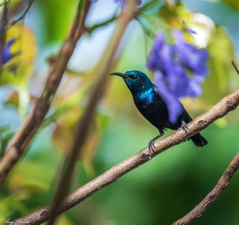 Purple Sunbird on Behance