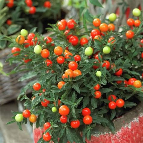 Solanum pseudocapsicum - Zahradní centrum "Strakovo" s.r.o.