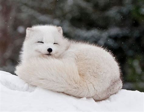 Arctic Fox | Cute animals, Arctic animals, Albino animals