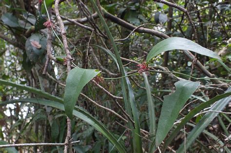 SMILACACEAE | Pybio Paraguay Biodiversidad