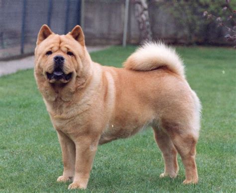 Chow Chow Dogs Latest Facts And Pictures | All Wildlife Photographs