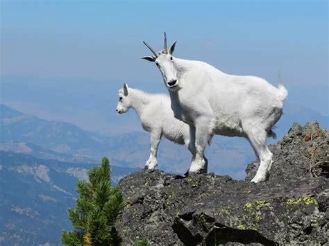 Mountain goats have incredible cliff-climbing skills - here's how do ...