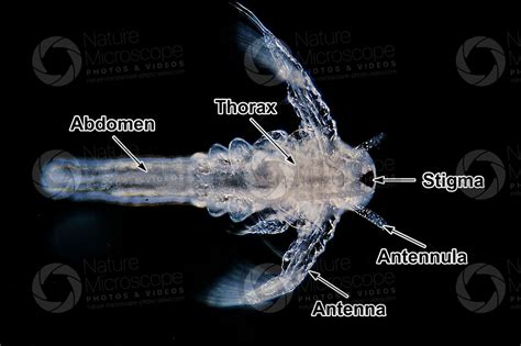 Artemia salina. Artemia salina. Larva - Development of Artemia salina ...