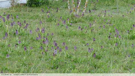 Biodiv.Balma - Fiche: Orchis pourpre (Orchis purpurea)