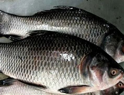 Catla Fish at Rs 175/kilogram | कतला फिश in Hooghly | ID: 20395075097