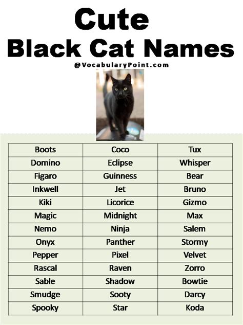 200+ Best Black Cat Names (Unique & Badass) - Vocabulary Point