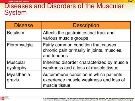 PPT - The Muscular System PowerPoint Presentation, free download - ID:4490402