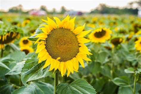 Sunflower Farm Photos, Download The BEST Free Sunflower Farm Stock Photos & HD Images