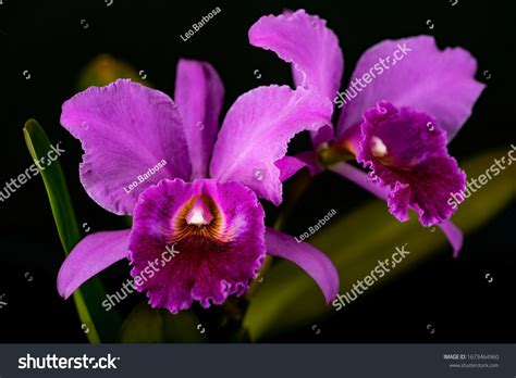 290 Venezuela orchids Images, Stock Photos & Vectors | Shutterstock