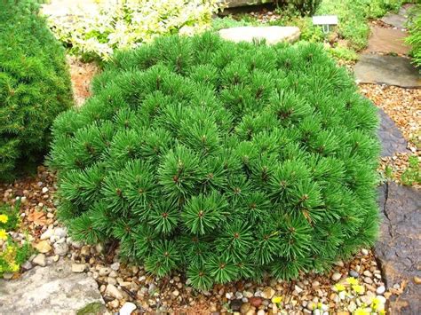 25 MUGO PINE Dwarf Evergreen Pinus Pumilio Shrub Seeds comb - Etsy Canada