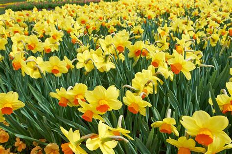 How and When to Fertilize Daffodils | Gardener’s Path