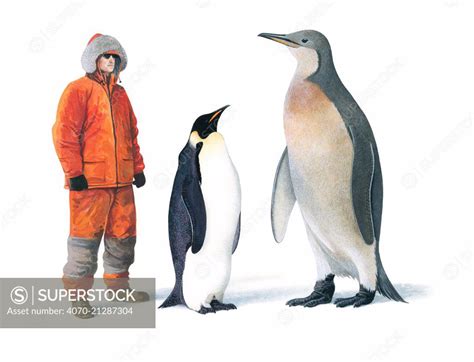 Illustration of extinct Mega Penguin (Palaeeudyptes klekowskii) with human and Emperor penguin ...